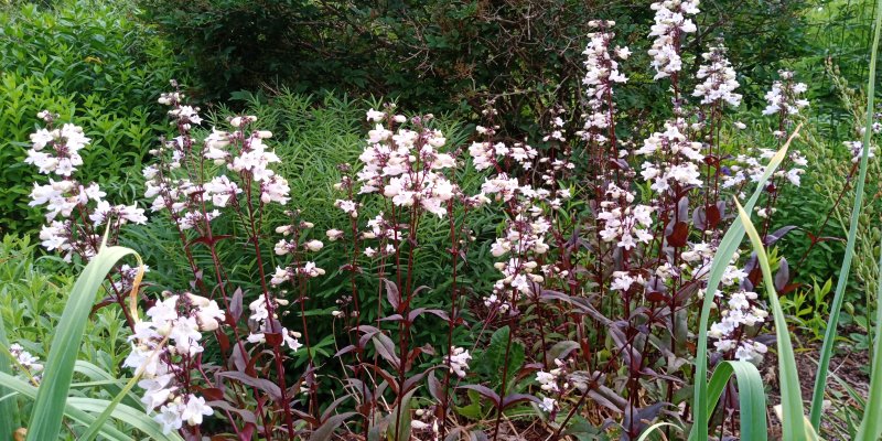 Penstemon digitalis 'Husker Red' Пенстемон­ дигиталис